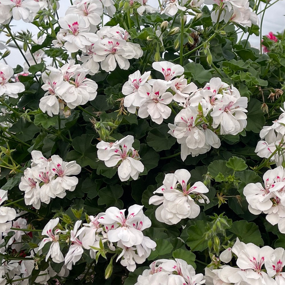 ivy-leaf geranium <i>'Sandy'</i>