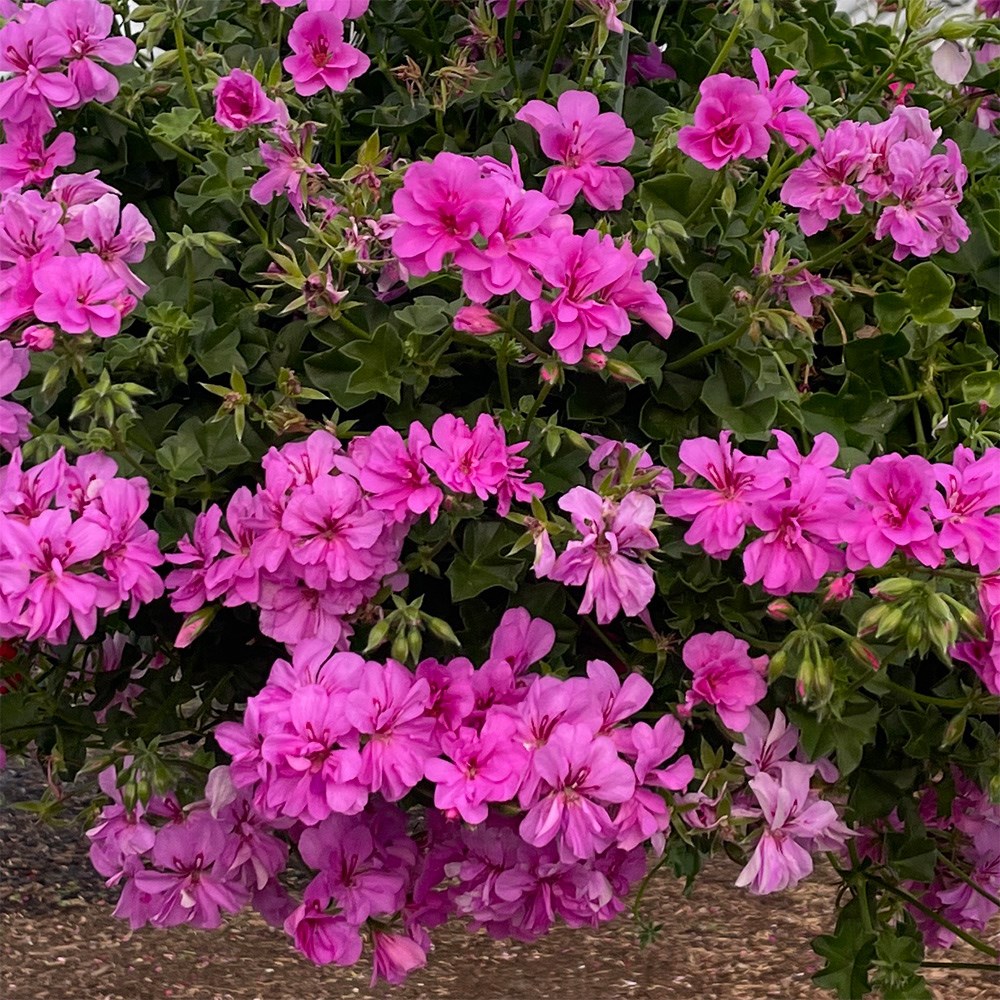 ivy-leaf geranium <i>'Amethyst'</i>