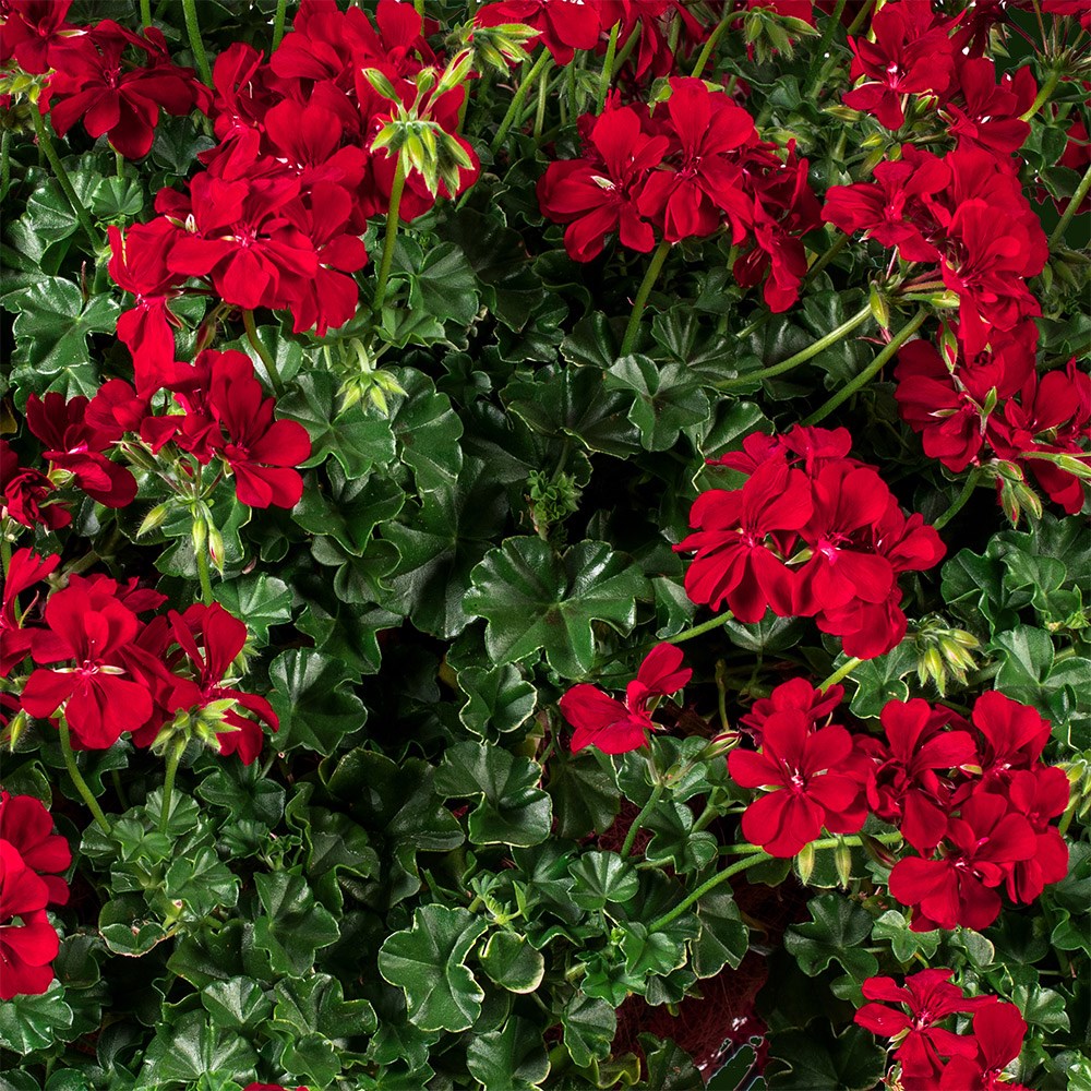 ivy-leaf geranium <i>'Becky'</i>