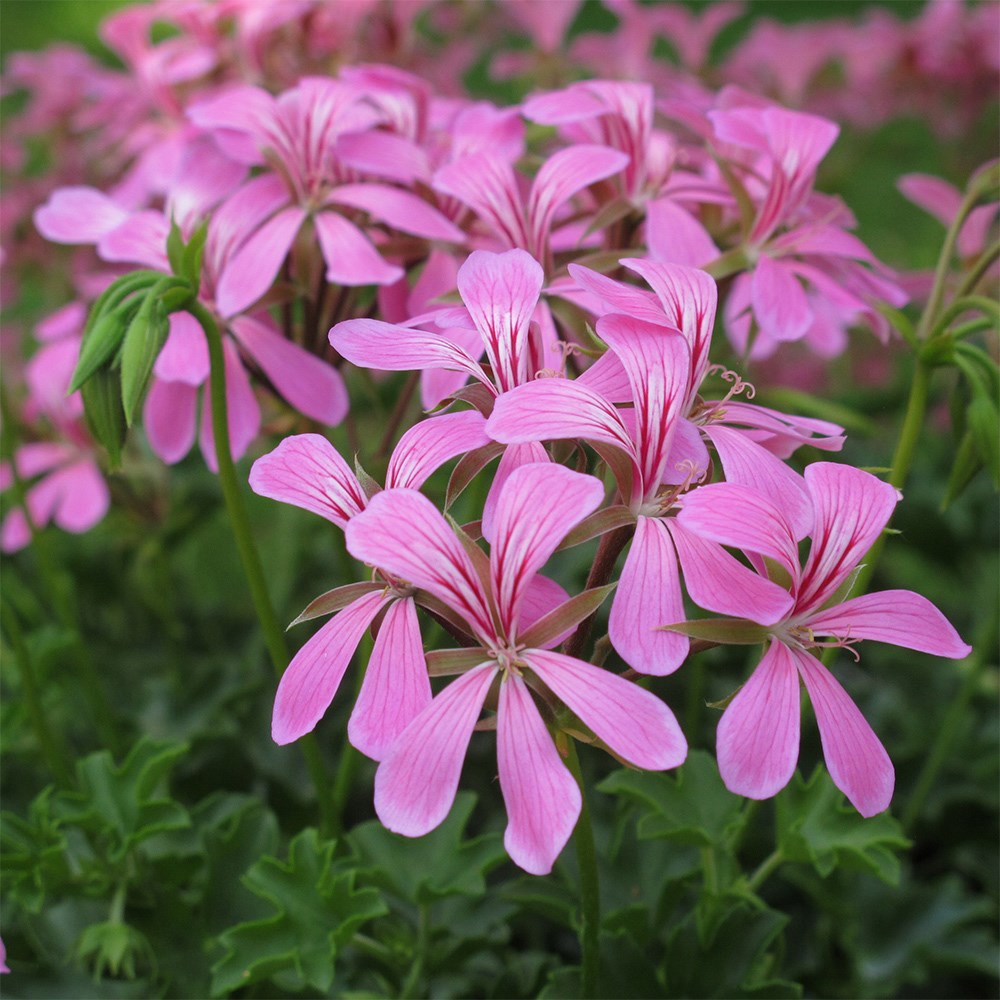 ivy-leaf geranium <i>'Ville de Paris Lilac'</i>