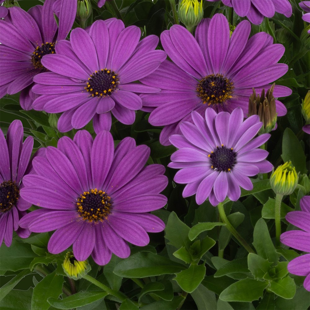 <i>Osteospermum</i> 'Soleo Blue'
