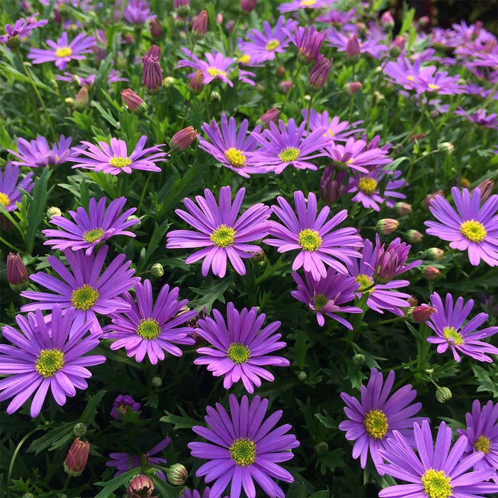 <i>Brachyscome</i> 'Brasco Violet'