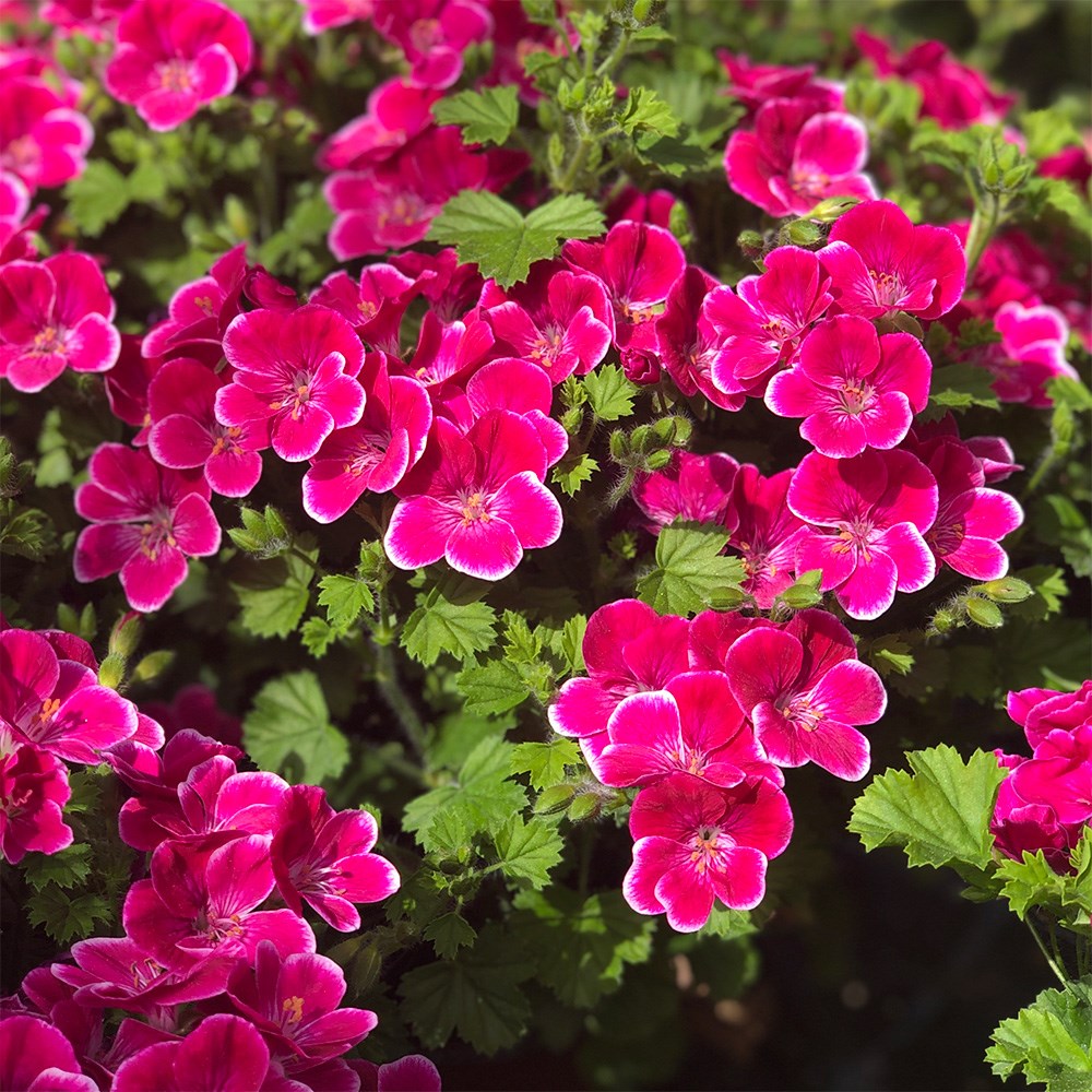 <i>Pelargonium</i> <b class=small-caps>Angeleyes Magenta</b> (Angeleyes Series)