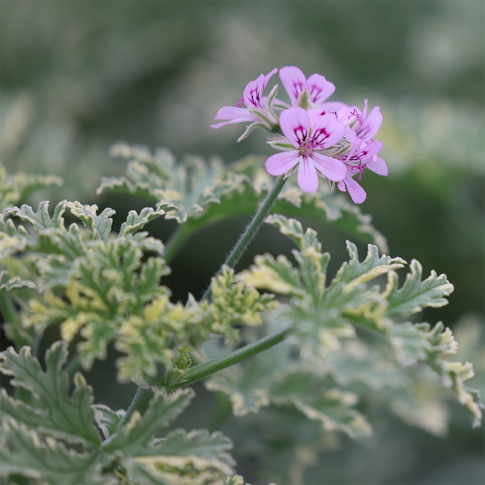 <i>Pelargonium</i> 'Lady Plymouth'