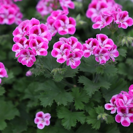 Pelargonium Pinkerbell