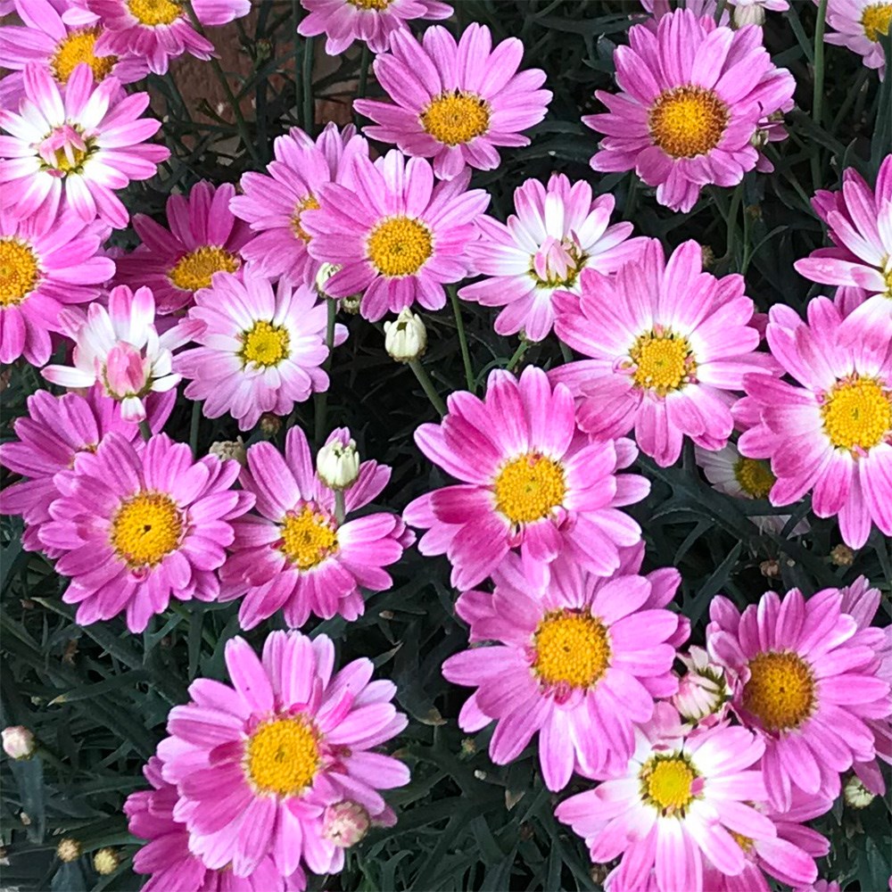<i>marguerite</i> 'Aramis Girly Pink'