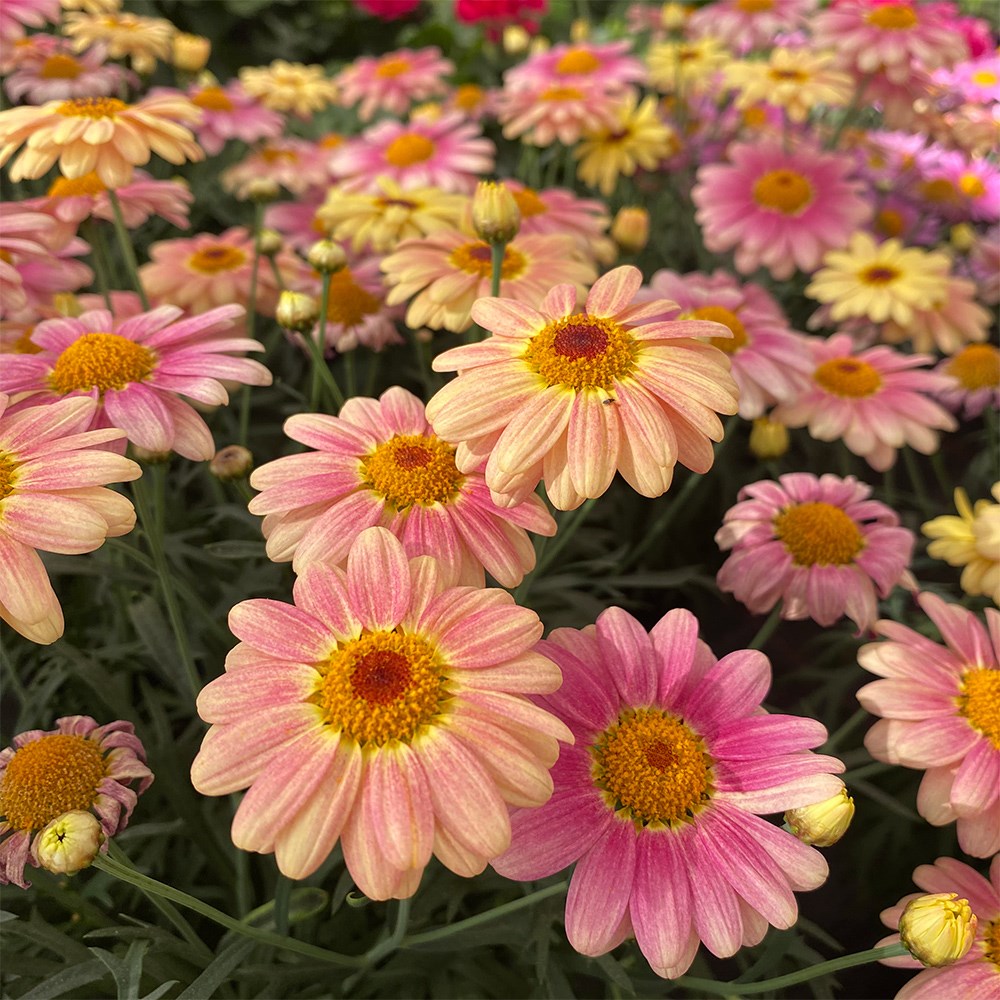 <i>marguerite</i> 'Aramis Peach Eye'
