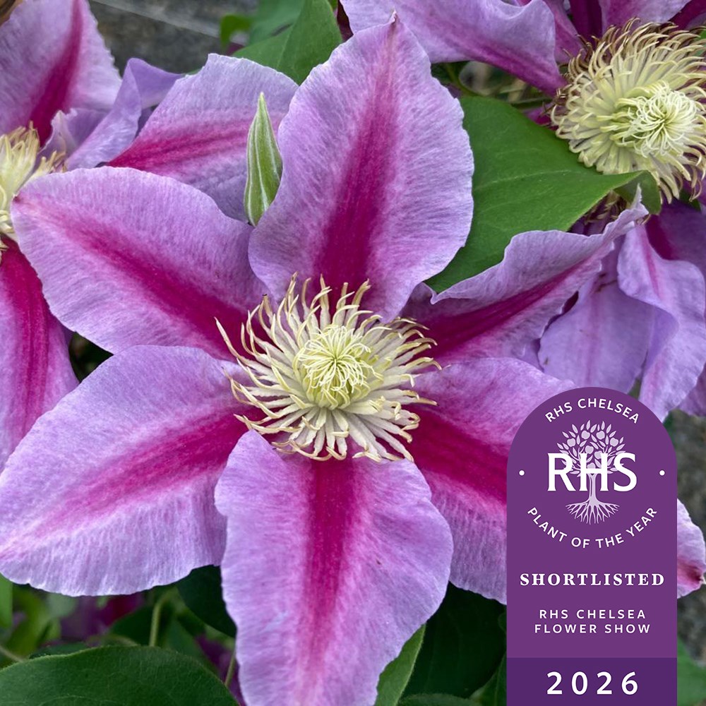 <i>Clematis</i> <b class=small-caps>Queen's Nurse</b> ('EviGsy159') (PBR)