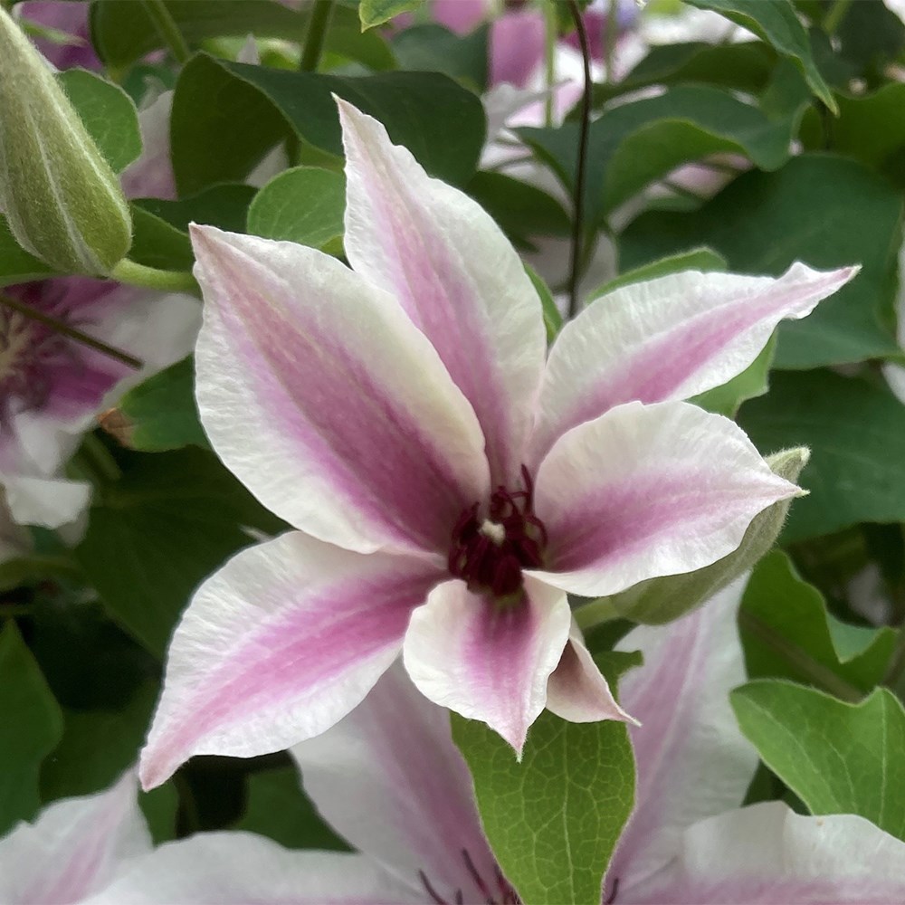 <i>Clematis</i> <b class=small-caps>Ithemba</b> ('EviGsy157') (PBR)