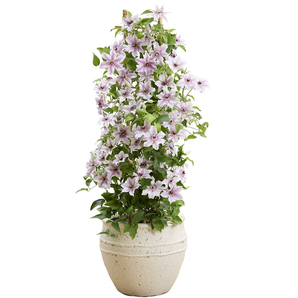 <i>Clematis</i> <b class=small-caps>Ithemba</b> ('EviGsy157') (PBR)