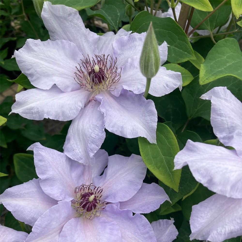 <i>Clematis</i> <b class=small-caps>Eliza</b>™ ('EviGsy158') (PBR)