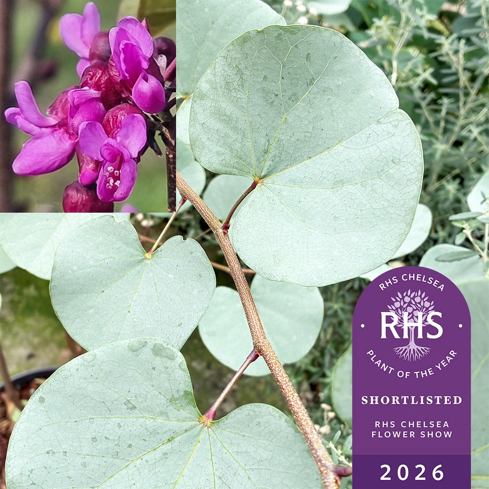 <i>Cercis</i> 'Blue Lagoon'