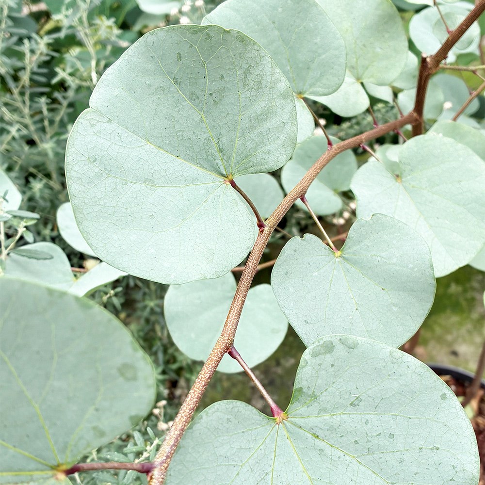 <i>Cercis</i> 'Blue Lagoon'