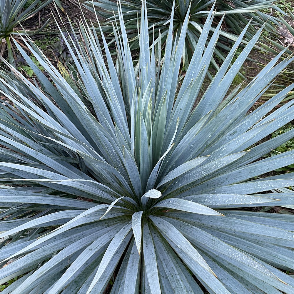 <i>Yucca</i> <b class=small-caps>French Flag</b> (PBR)