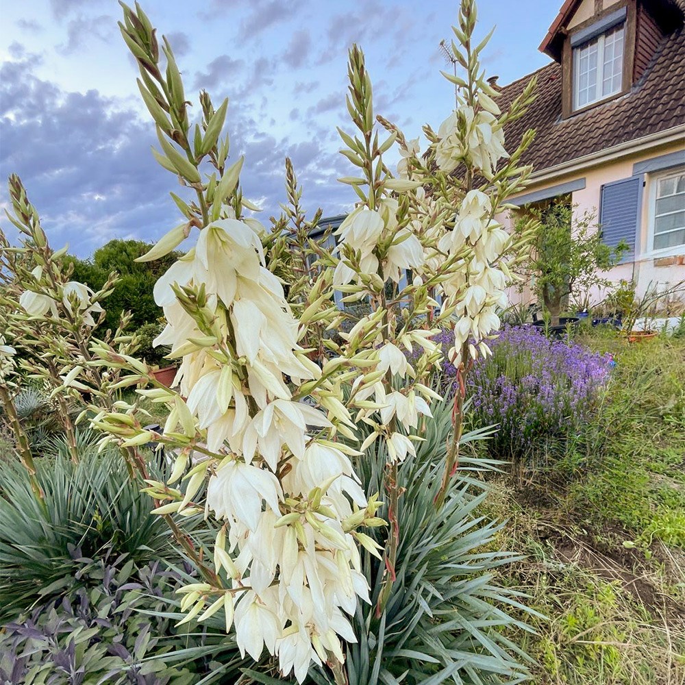 <i>Yucca</i> <b class=small-caps>French Flag</b> (PBR)
