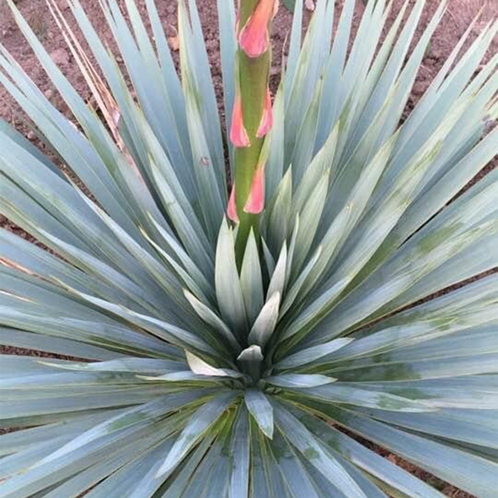 <i>Yucca</i> <b class=small-caps>French Flag</b> (PBR)