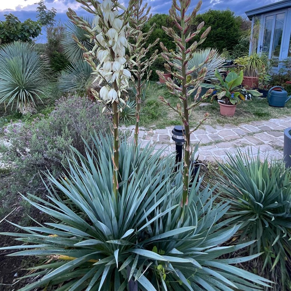 <i>Yucca</i> <b class=small-caps>French Flag</b> (PBR)
