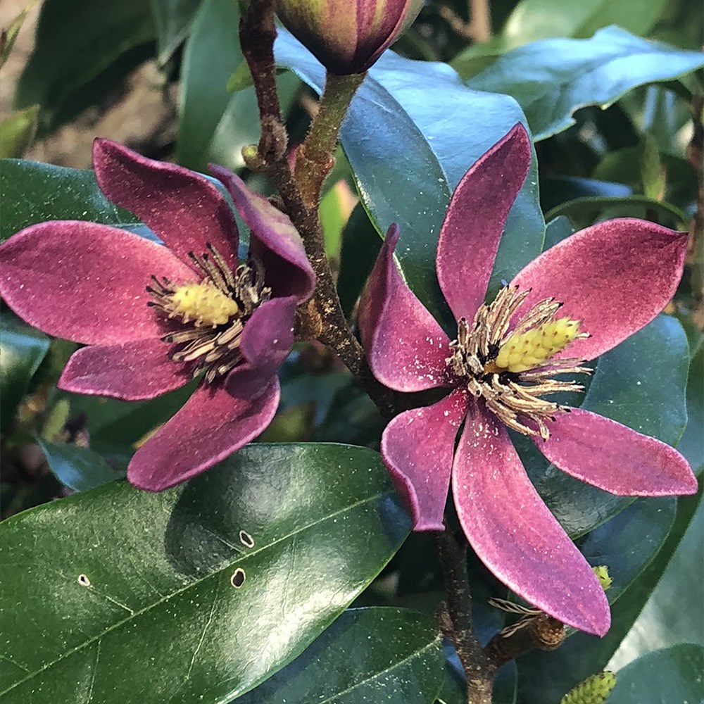<i>Magnolia</i> 'Stellar Ruby' (PBR)