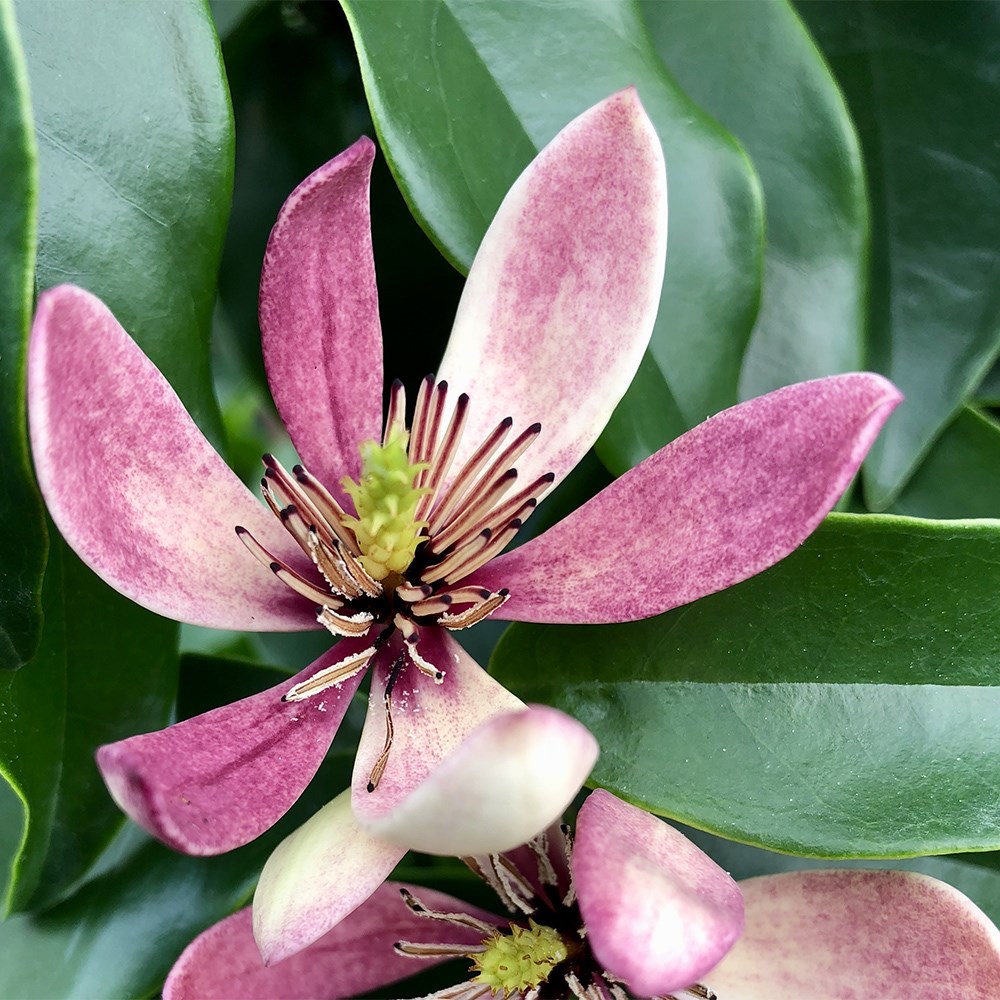 <i>Magnolia</i> 'Stellar Ruby' (PBR)