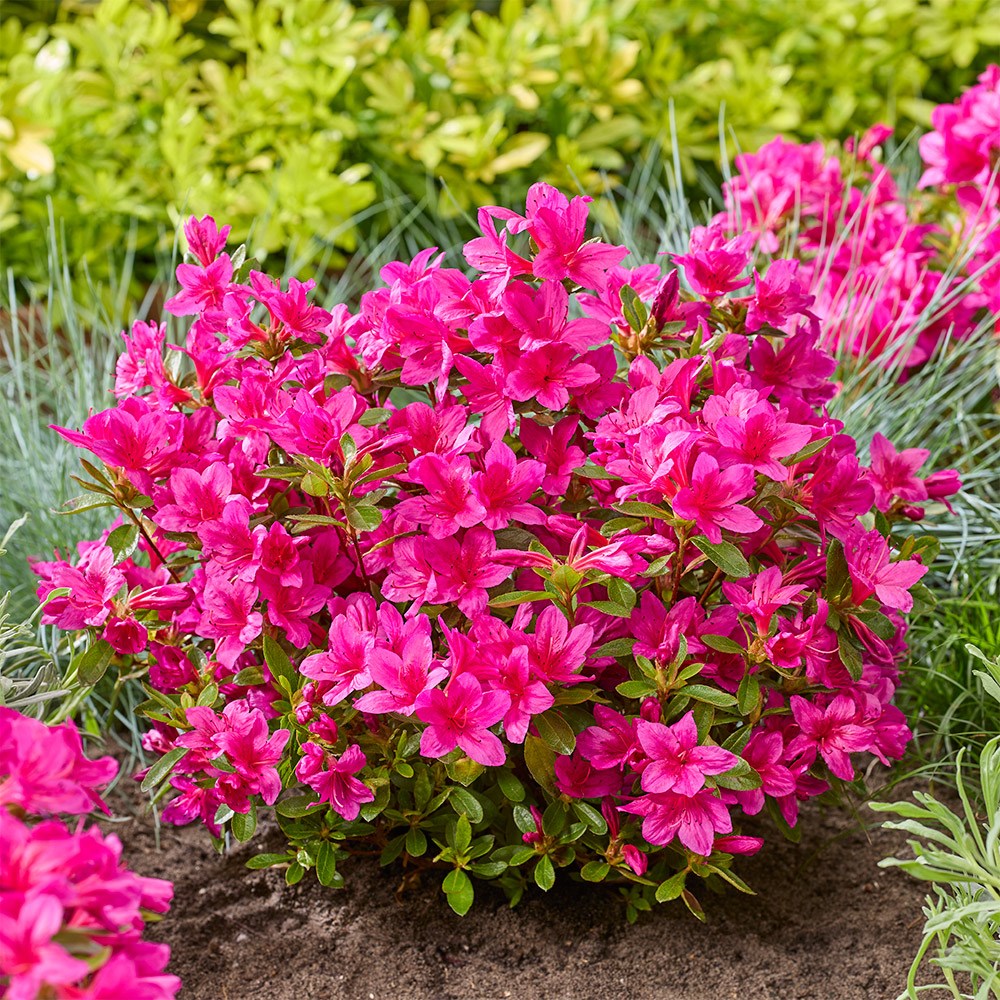 <i>Rhododendron</i> 'Encore Autumn Prince'