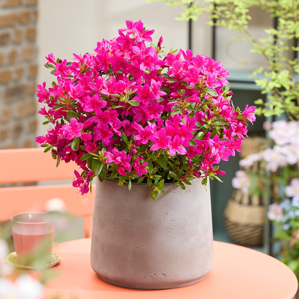<i>Rhododendron</i> 'Encore Autumn Prince'