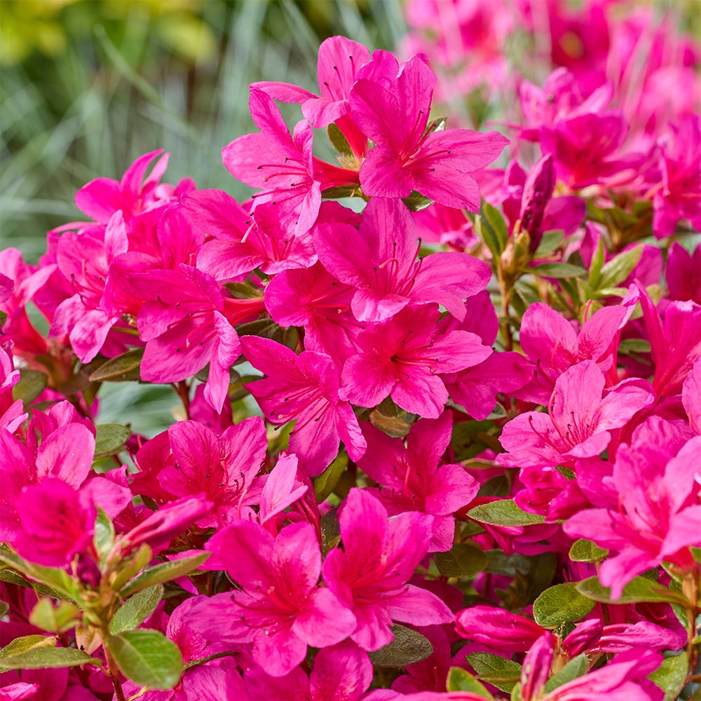 <i>Rhododendron</i> 'Encore Autumn Prince'