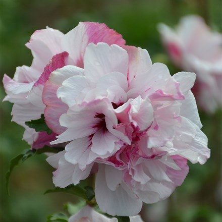 Hibiscus syriacus French Cabaret® Pastel ('Mindouw4') (PBR)