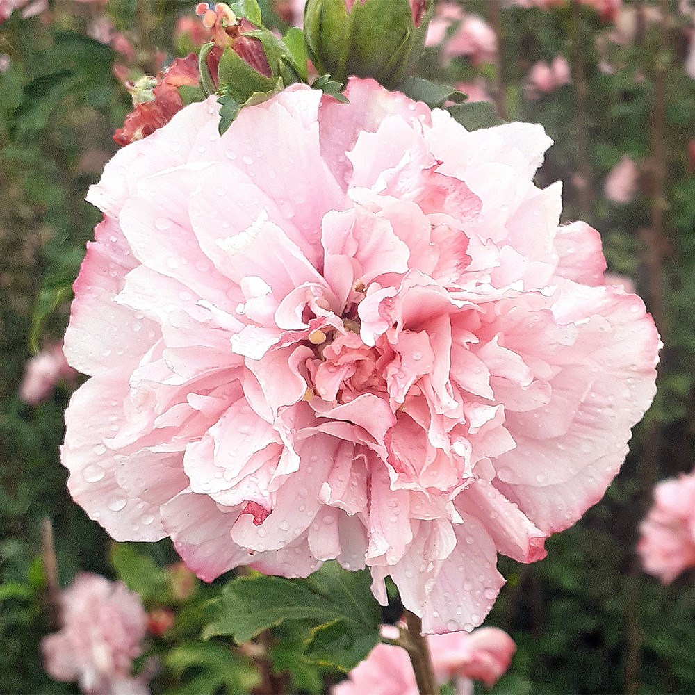 <i>Hibiscus syriacus</i> <b class=small-caps>French Cabaret® Pink</b> ('Mindoup17') (PBR)