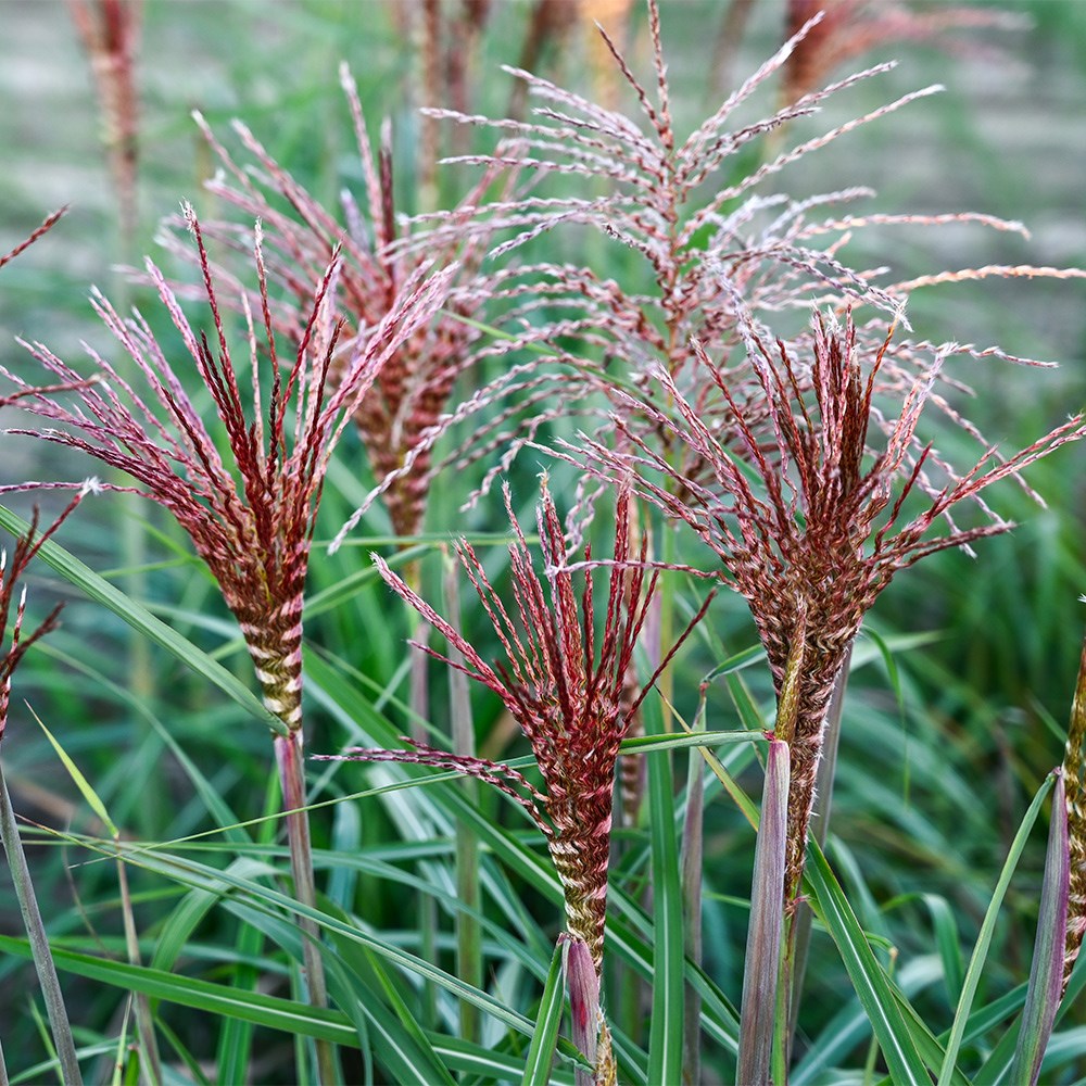 <i>Miscanthus sinensis</i> <b class=small-caps>Spiral Flame</b> ('8') (PBR)