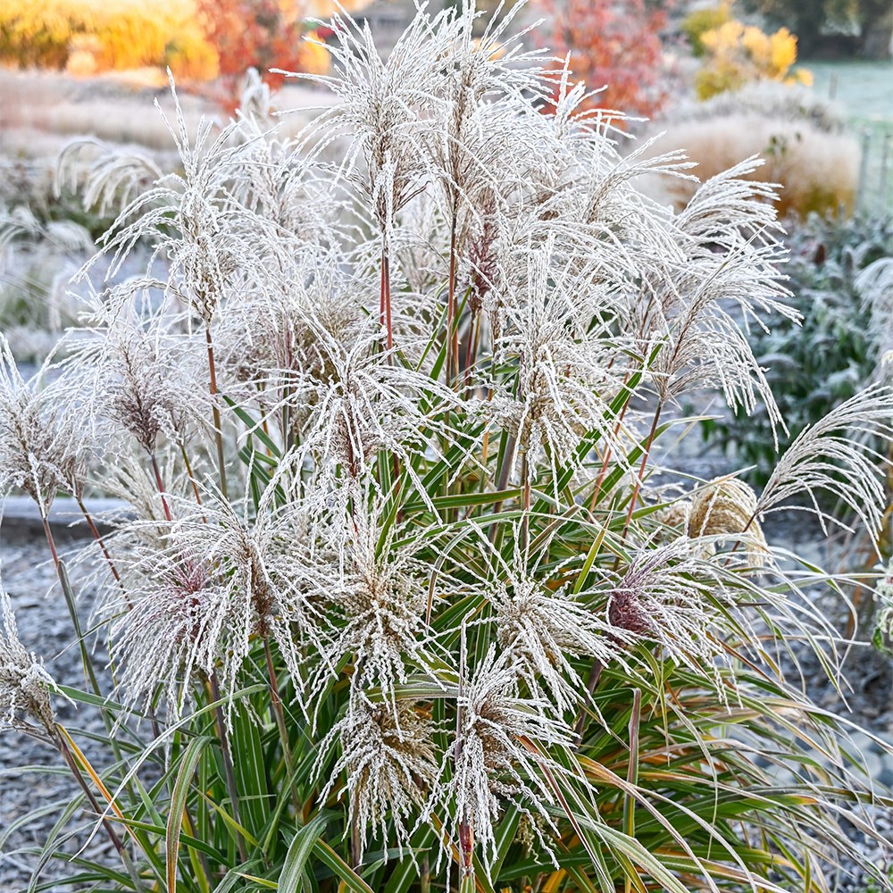 <i>Miscanthus sinensis</i> <b class=small-caps>Spiral Flame</b> ('8') (PBR)