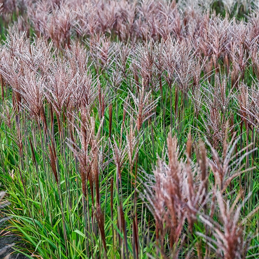 <i>Miscanthus sinensis</i> <b class=small-caps>Piccolo Rubino</b> ('AM2021-1') (PBR)