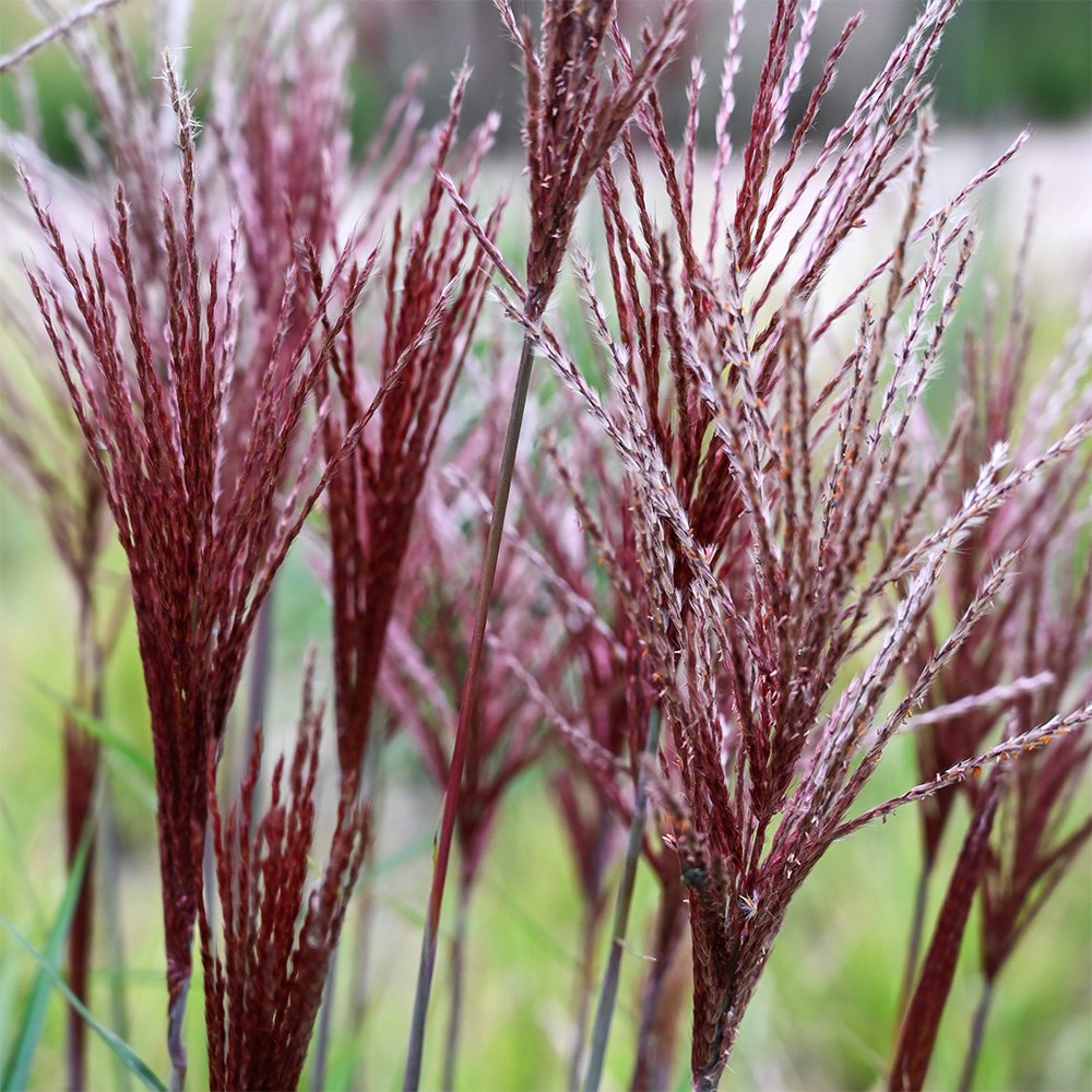 <i>Miscanthus sinensis</i> <b class=small-caps>Piccolo Rubino</b> ('AM2021-1') (PBR)