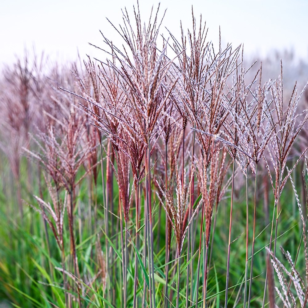 <i>Miscanthus sinensis</i> <b class=small-caps>Piccolo Rubino</b> ('AM2021-1') (PBR)