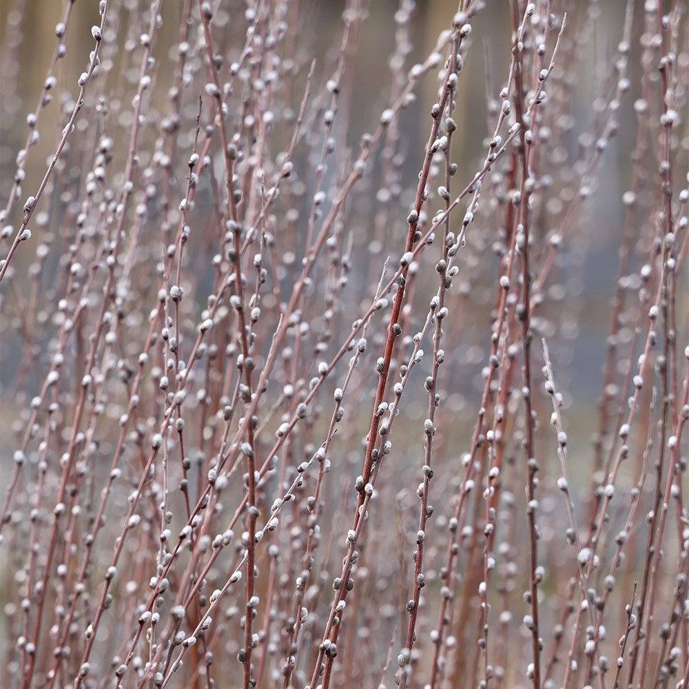 Salix rosmarinifolia 'Tiny Pearls' (PBR)