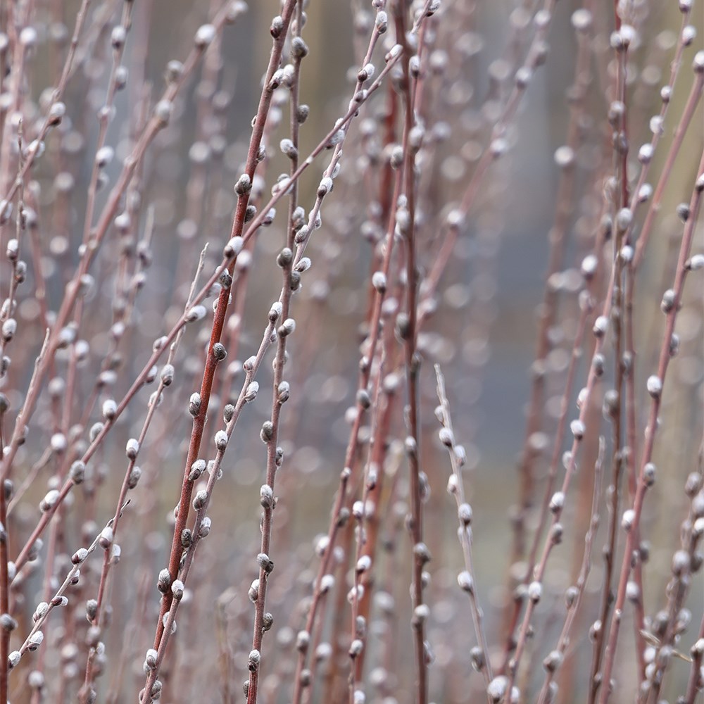 Salix rosmarinifolia 'Tiny Pearls' (PBR)