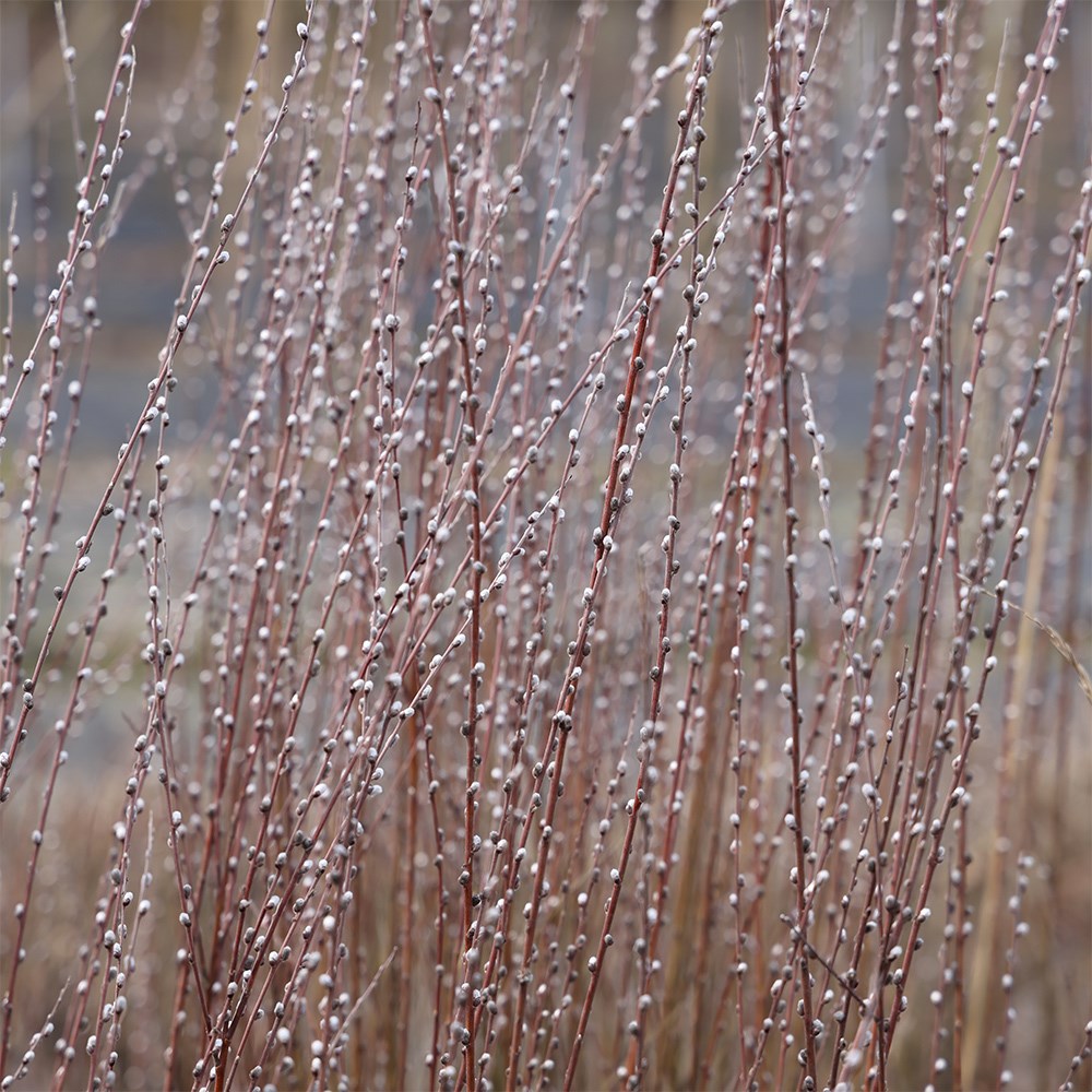 Salix rosmarinifolia 'Tiny Pearls' (PBR)