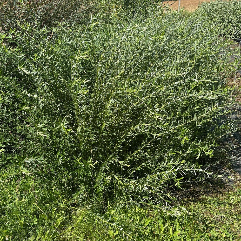 Salix rosmarinifolia 'Tiny Pearls' (PBR)