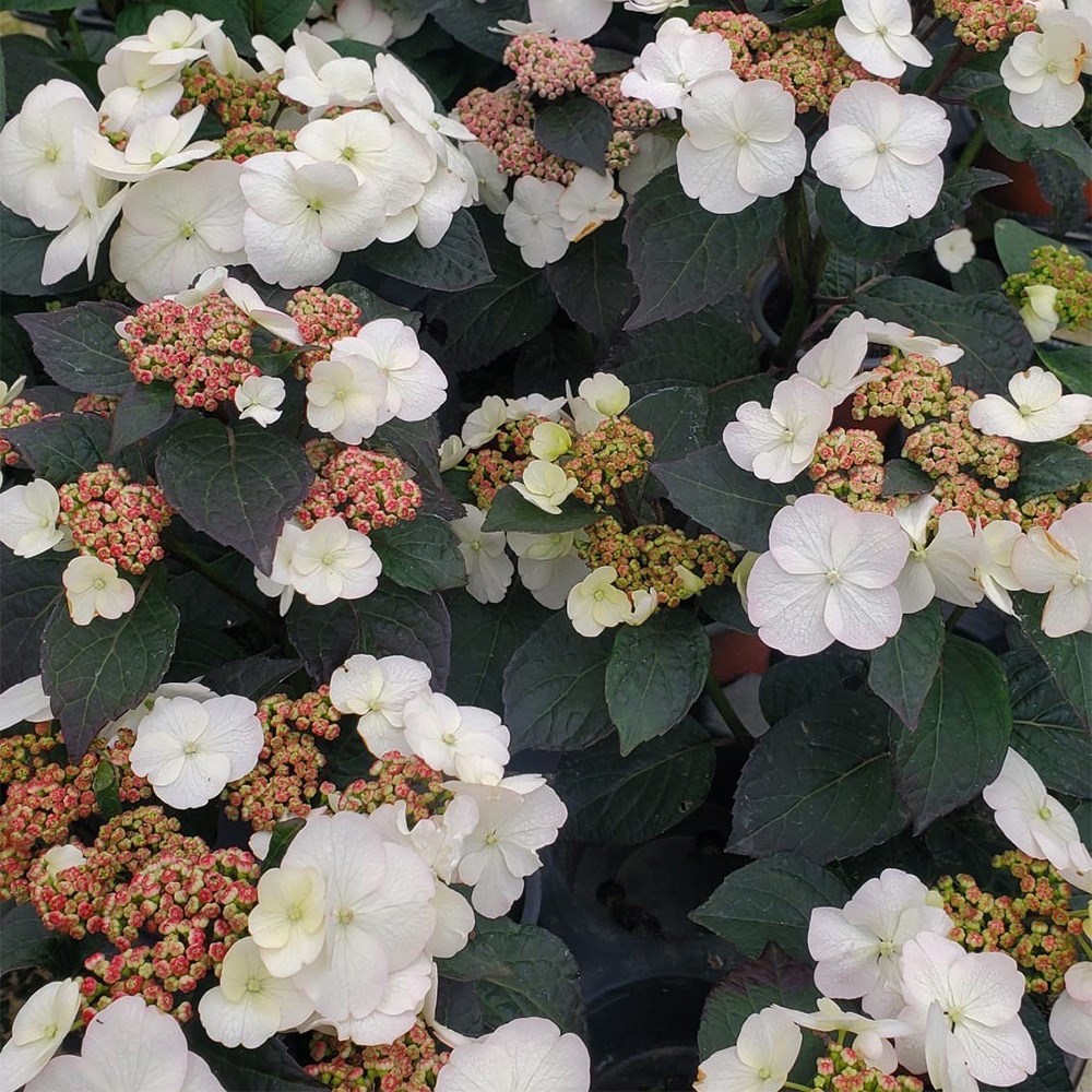 <i>Hydrangea serrata</i> <b class=small-caps>Choco White</b> ('Darwhite') (PBR)