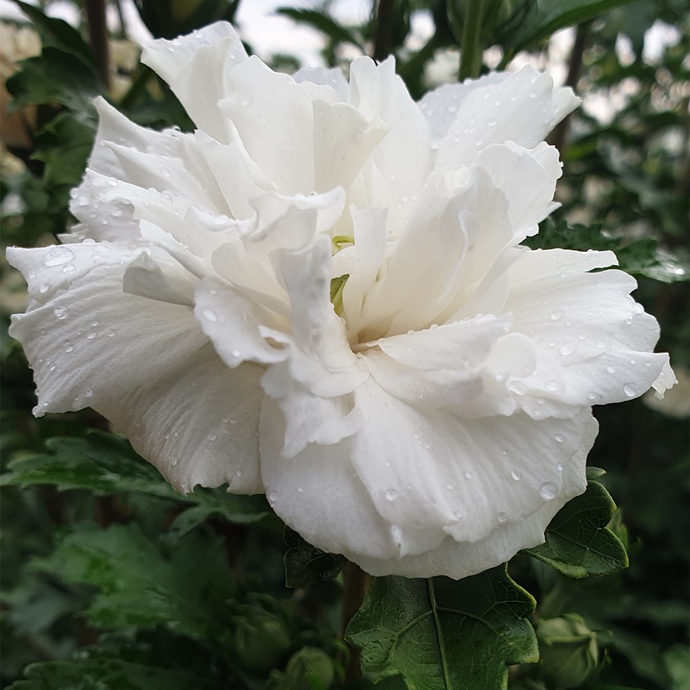 <i>Hibiscus syriacus</i> <b class=small-caps>French Cabaret® White</b> ('Mindoub1') (PBR)