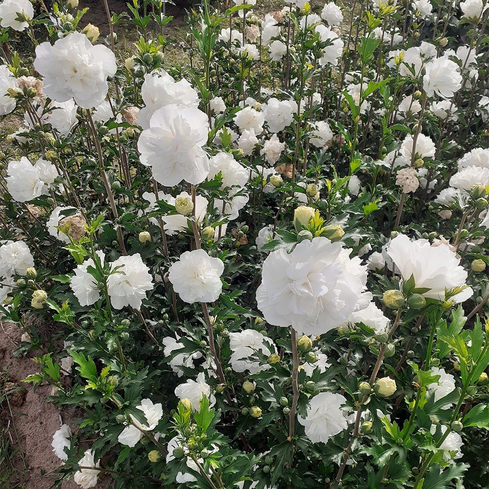 <i>Hibiscus syriacus</i> <b class=small-caps>French Cabaret® White</b> ('Mindoub1') (PBR)