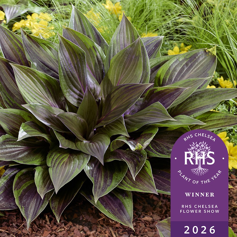 <i>Hosta</i> 'Red Ninja' (PBR)