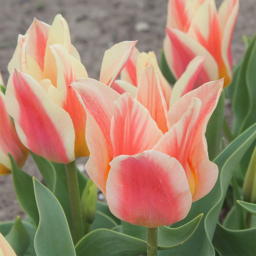 <i>Tulipa</i> 'Quebec'