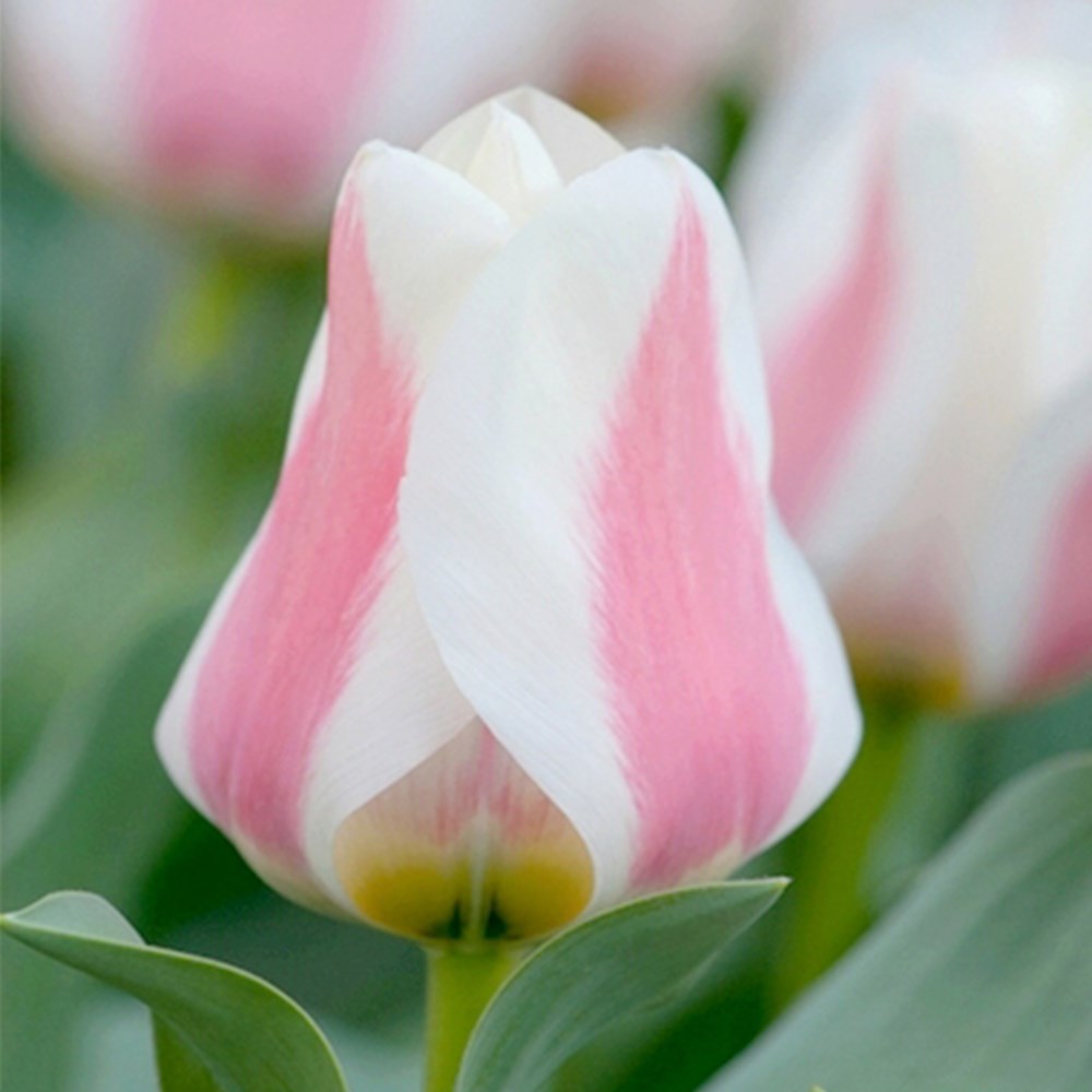 <i>Tulipa</i> 'Willem van den Akker'