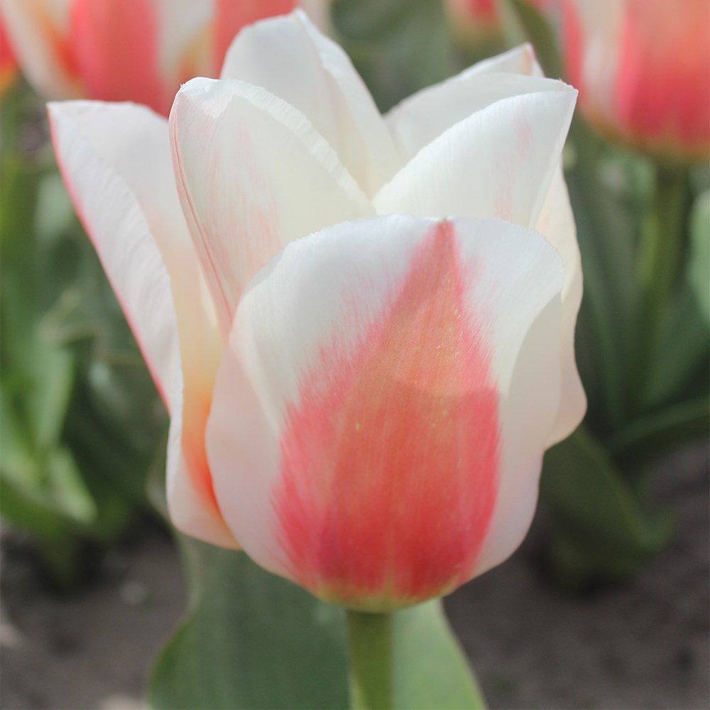 <i>Tulipa</i> 'Willem van den Akker'