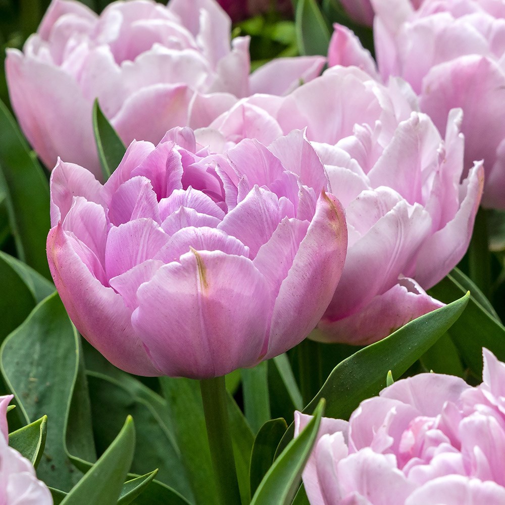 <i>Tulipa</i> 'Katinka'