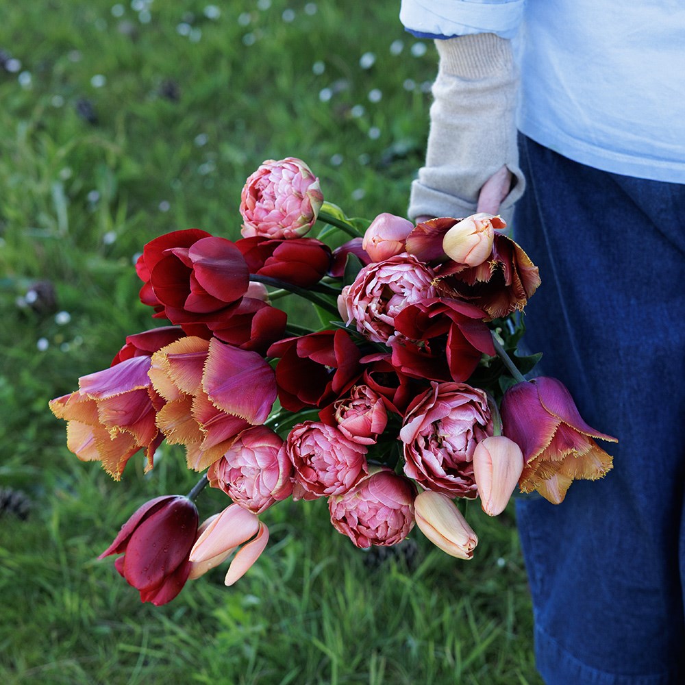 Burning embers tulip collection 4 varieties