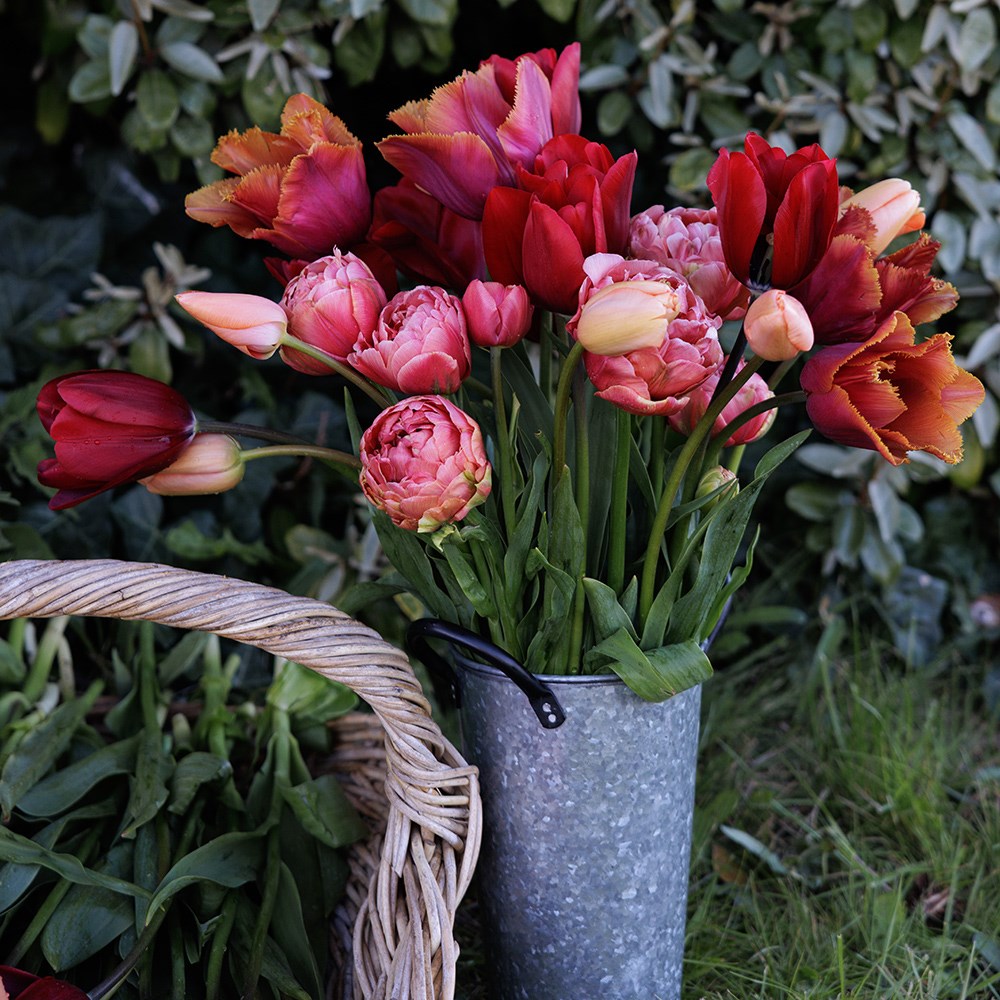 Burning embers tulip collection 4 varieties