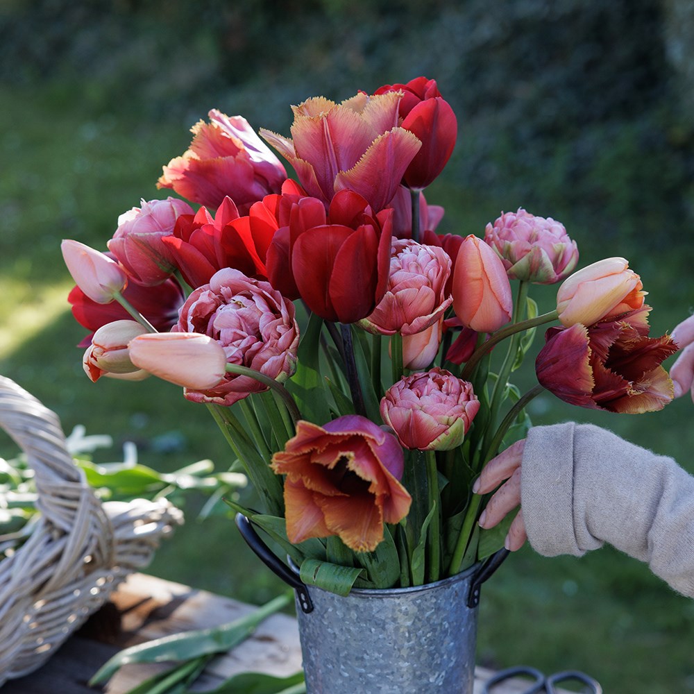 Burning embers tulip collection 4 varieties