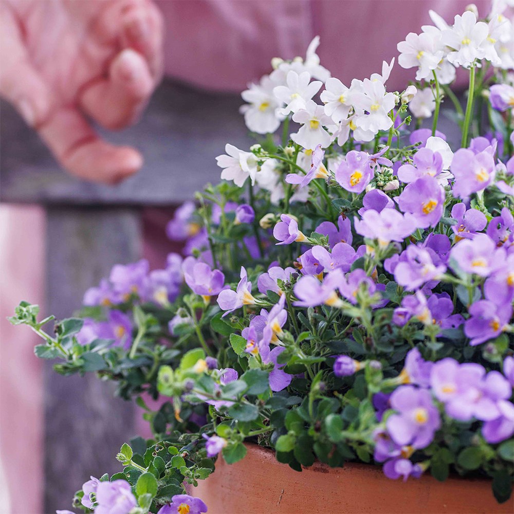Endless scent container plant collection