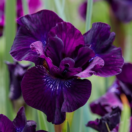 Iris Purplelicious